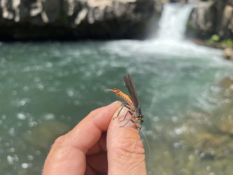 McCloud River Jack Trout Fly Fishing Guide