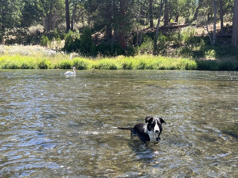 Hat Creek Jacktrout Fly fishing