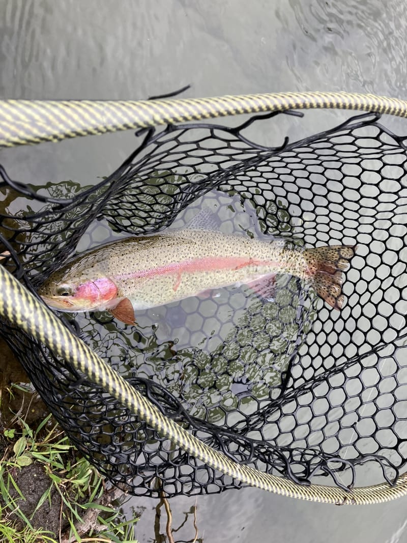 Hat Creek Jacktrout Fly fishing