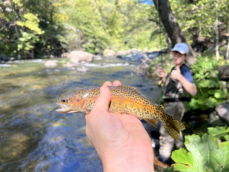 Upper Sacramento River Jack Trout Fly Fishing Guide