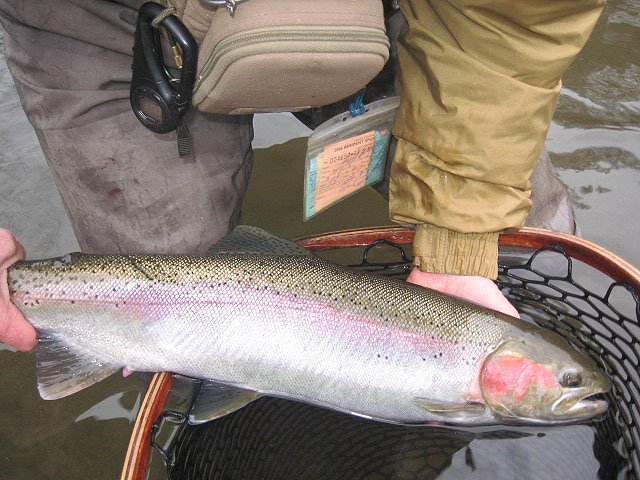 Trinity River jacktrout flyfishing