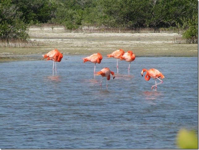 Bahamas Jack Trout Fly Fishing Guide