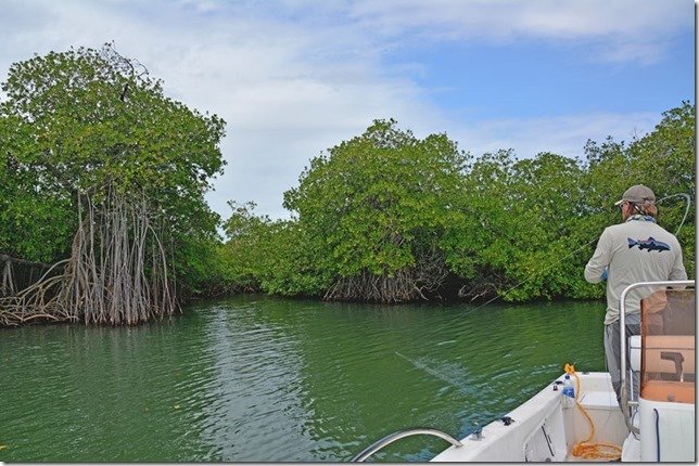 Belize Jack Trout Fly Fishing Guide