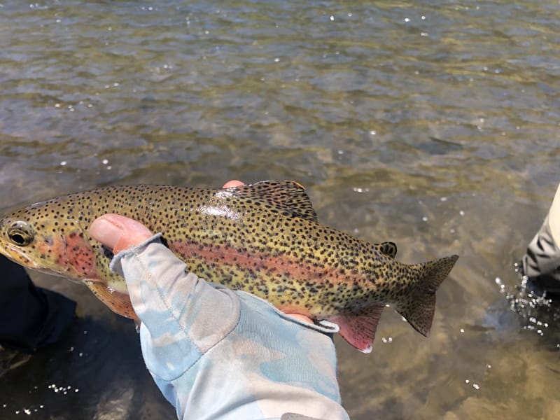 Hat Creek Jacktrout Fly fishing