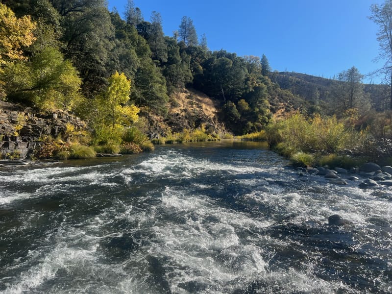 Lower Sacramento River Jack Trout Fly Fishing Guide