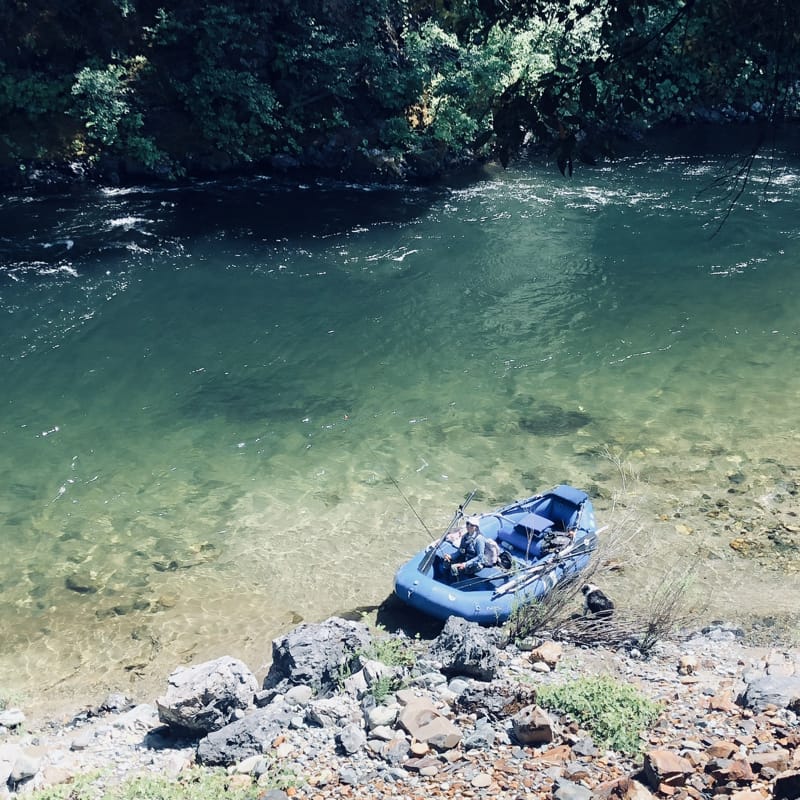 Upper Sacramento River Jack Trout Fly Fishing Guide